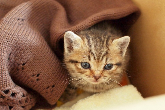 飼い主さんのセーターにもぐる子猫