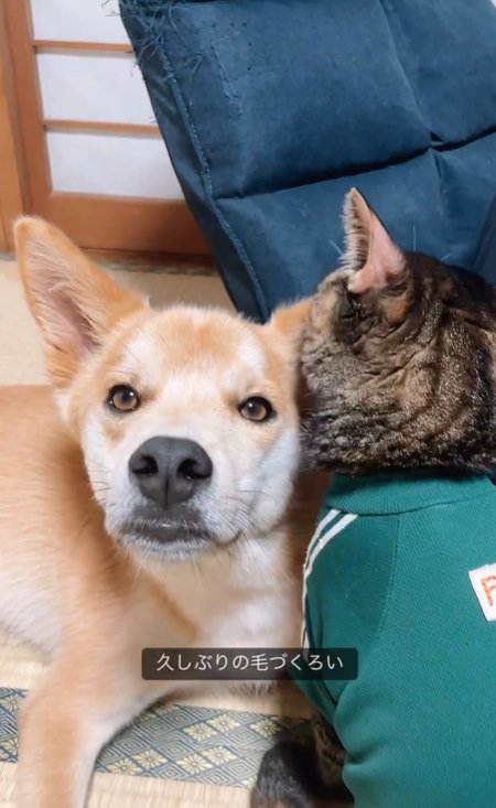 犬の毛づくろいをする猫2