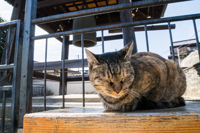 寺のさび猫