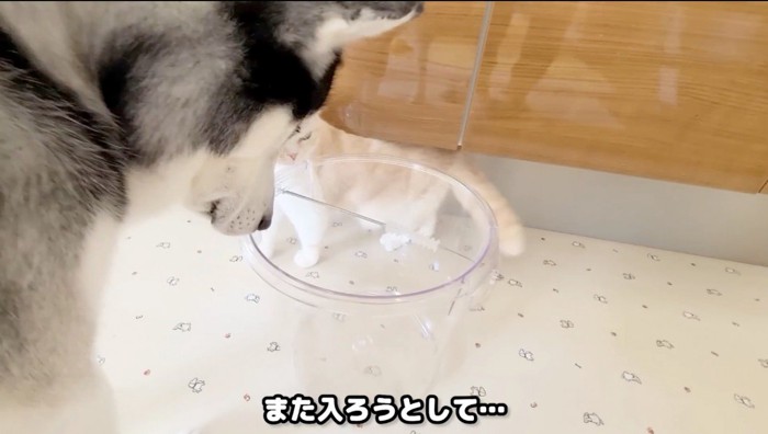 バケツを見つめる猫と犬