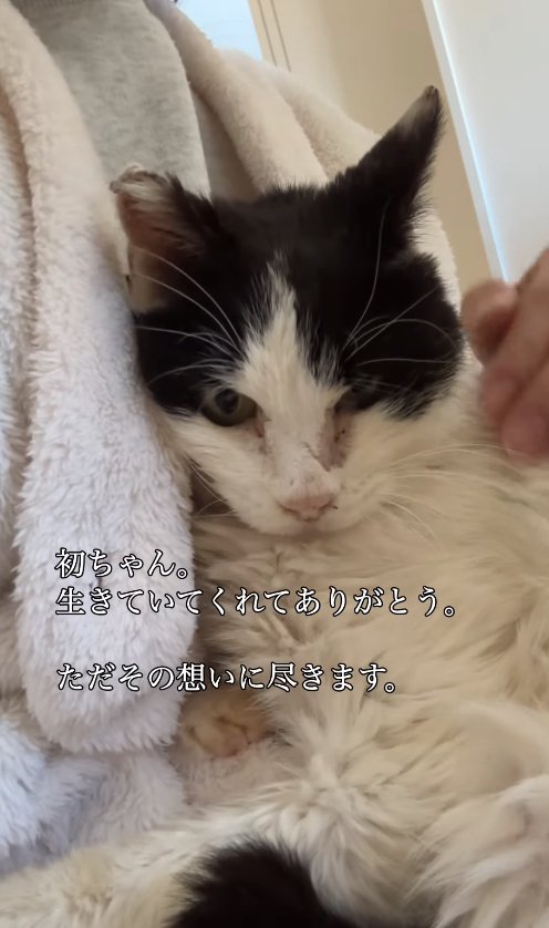 保護主に抱っこされている猫のアップ