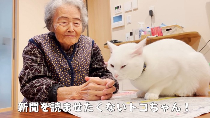 新聞の上から動かない猫