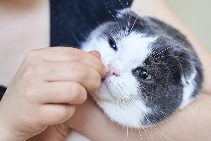 飼い主に抱っこされている猫