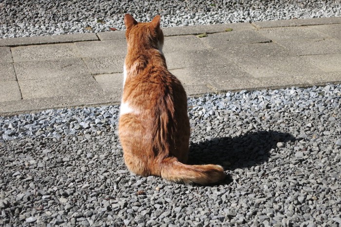 道に座る野良猫の後ろ姿