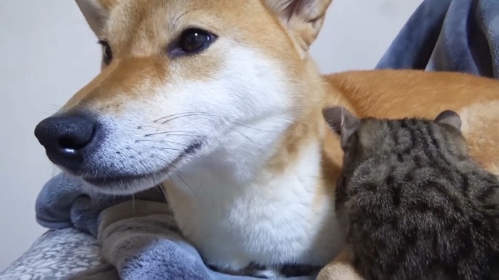 柴犬のお腹に