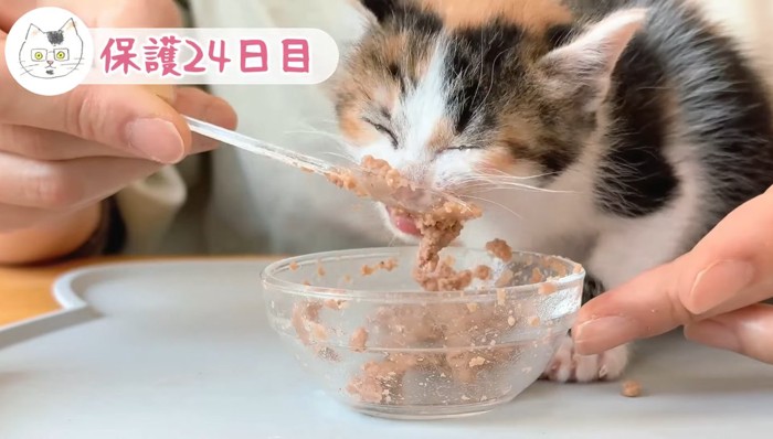 涙を流しながら食べる三毛ちゃん