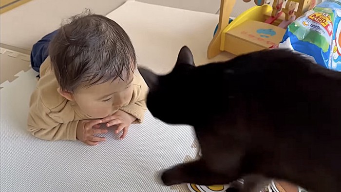 赤ちゃんの目の前を通ろうとする猫