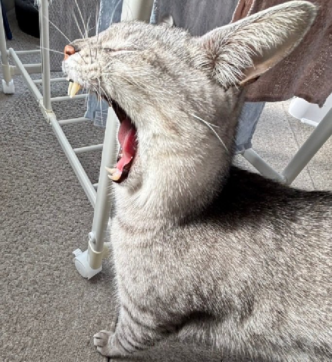 ウサギみたいな猫