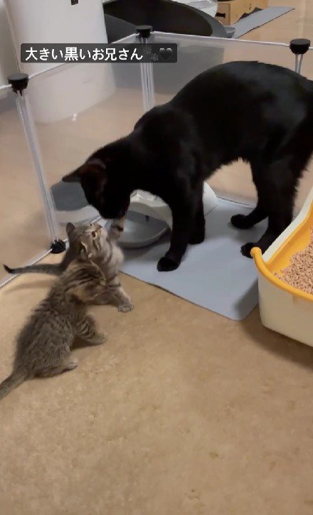 黒猫と2匹の子猫