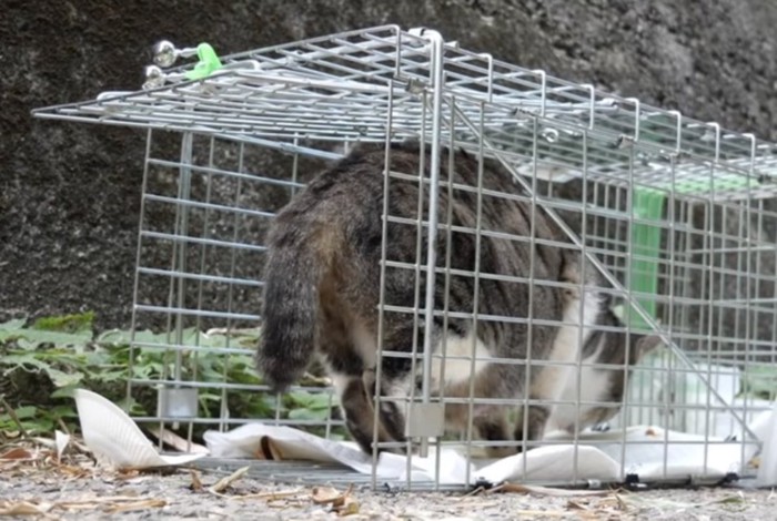 捕まる猫