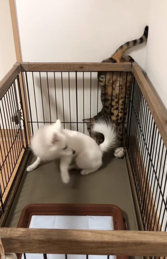逃げる犬