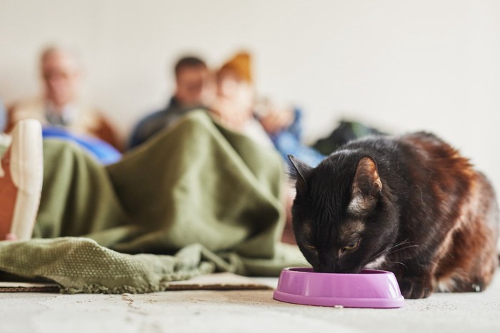 避難所でえさを食べる猫