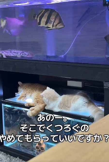 水槽の上の2匹の猫