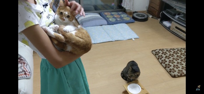 抱っこされている猫を見る猫