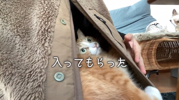 ベストの中に入る猫