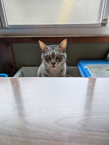 座っている猫の顔