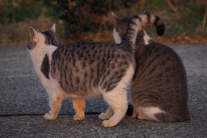 野良猫たちの後ろ姿