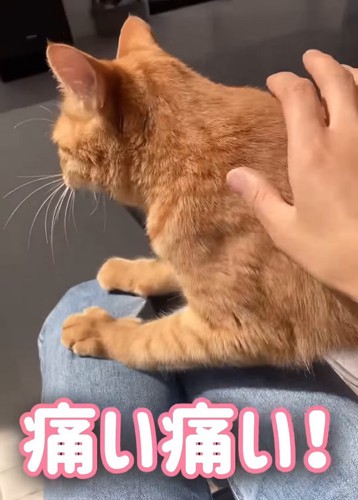 人の膝の上に乗る猫