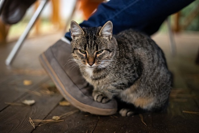 人間の足を踏む猫