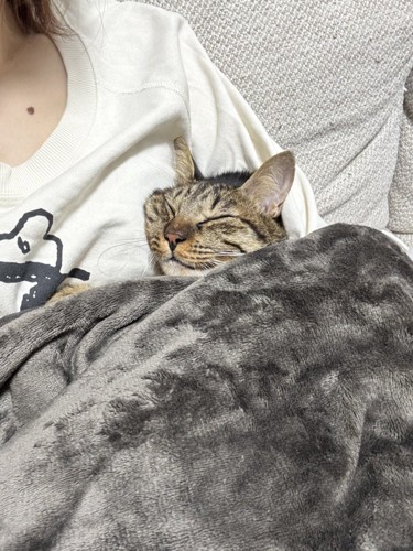 毛布に包まれながら、飼い主に体を預けて眠る猫