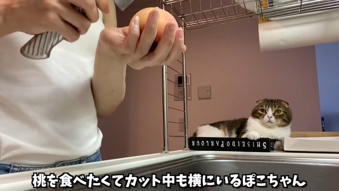 キッチンにいる猫