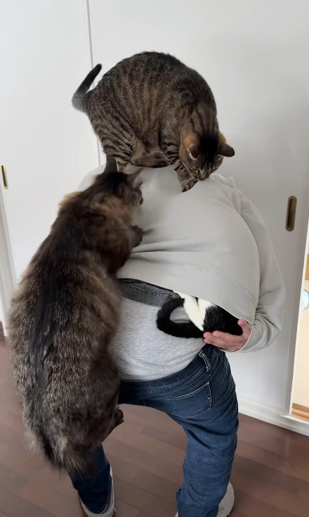 飼い主の背中に乗った3匹の猫