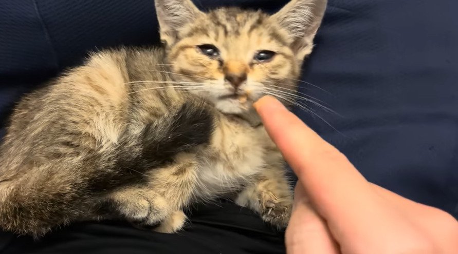 投稿主さんのそばで横になる子猫