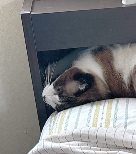 目をあけていたぽんちゃん