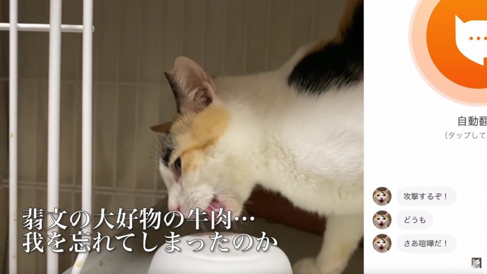 何かを食べる三毛猫