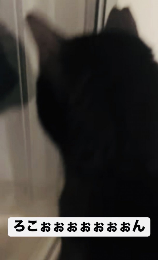 窓の外を見ながら鳴く黒猫