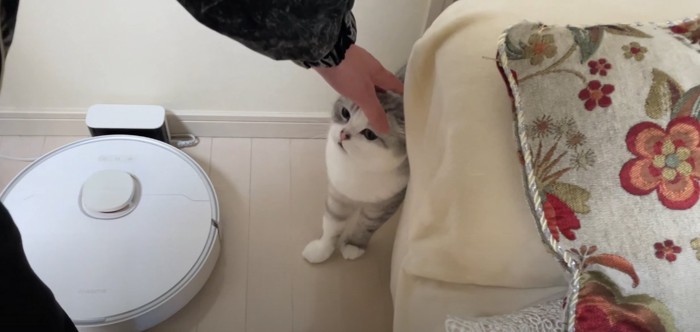 猫と頭をなでる人の手