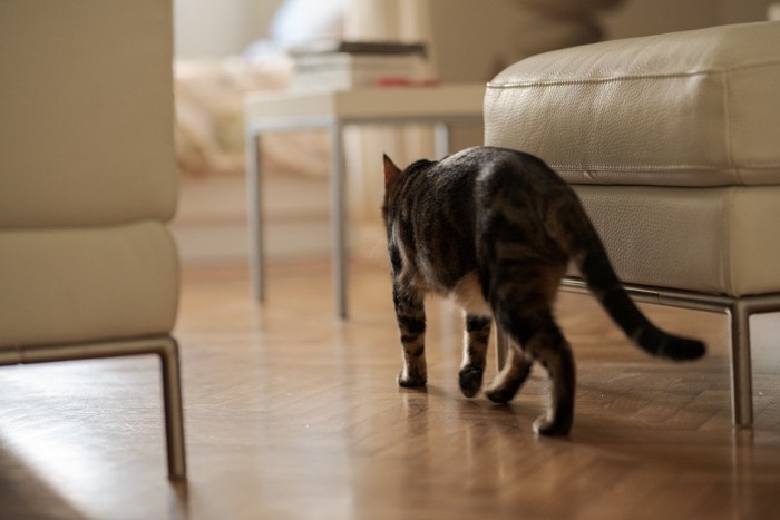 家の中を歩く猫の後ろ姿