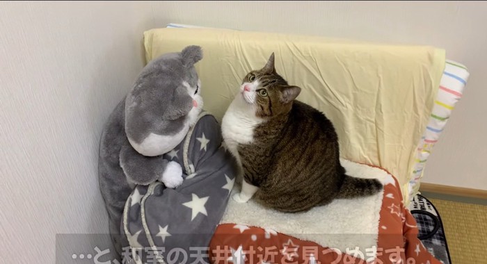 壁を見つめる猫