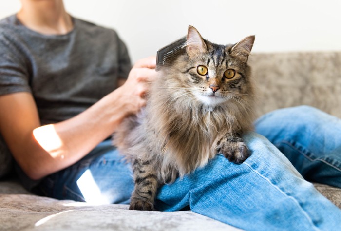 飼い主の膝の上でブラッシングされているノルウェージャンフォレストキャット