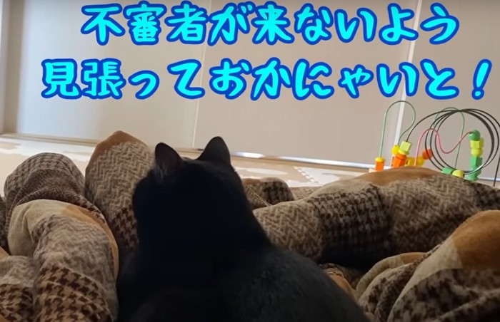 布団の上で伏せをする黒猫の後ろ姿