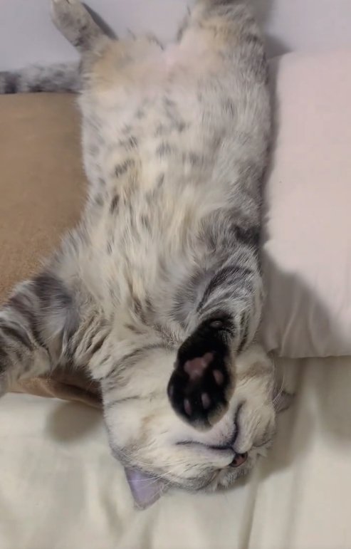 へそ天で寝ている子猫