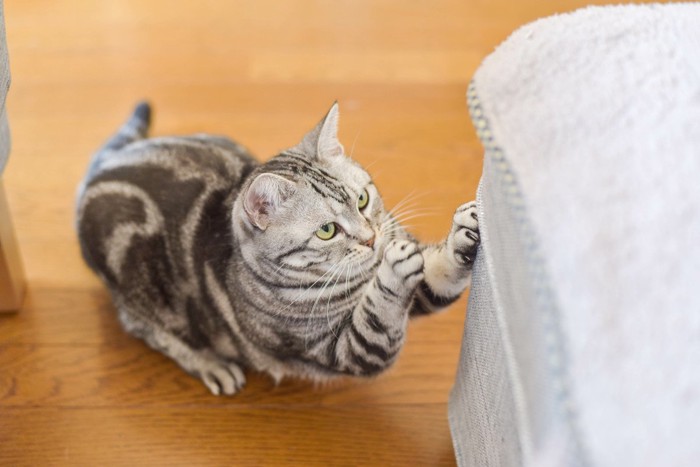 オットマンで爪研ぎをする猫