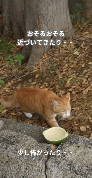 お皿の前を警戒した様子で歩く猫