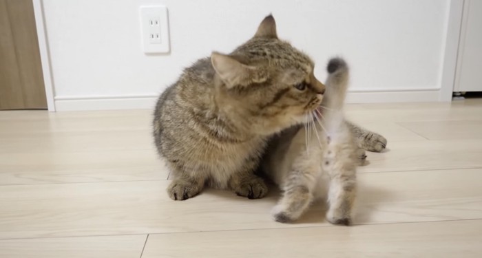 リリお母さんに甘える子猫