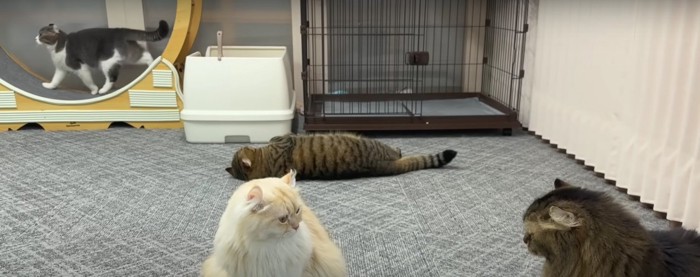 3匹の猫