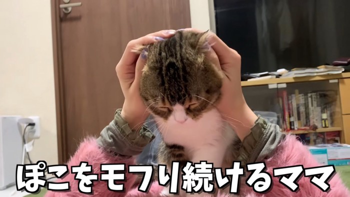 顔をなでられる猫