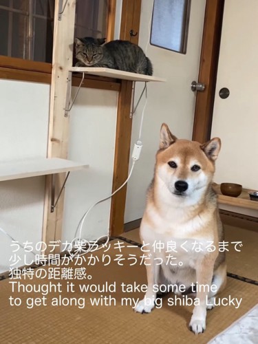 ステップの上から犬を見る猫