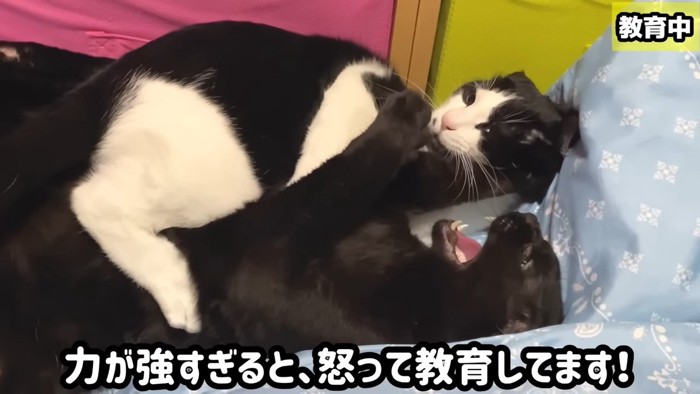 子猫に噛まれて怒る黒猫