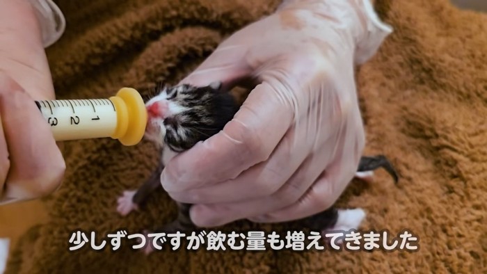 シリンジでミルクを飲む子猫%%