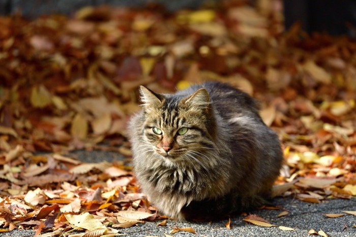 長毛主の野良猫