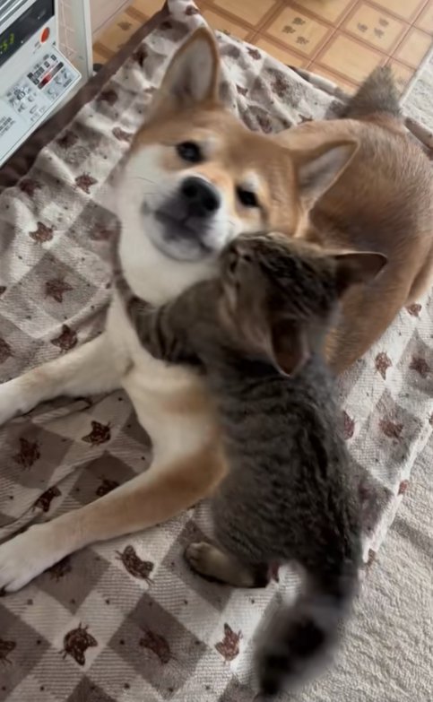 子猫が首に抱きついているカメラ目線の柴犬