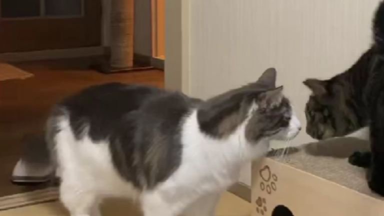 室内にいる猫