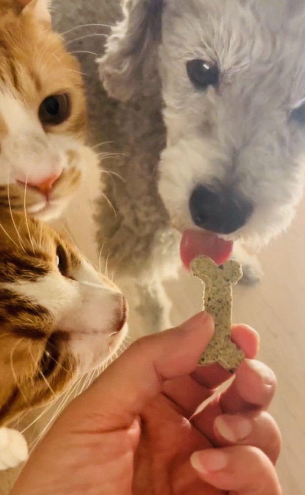 犬用おやつを食べる犬とその様子を見る2匹の茶白猫