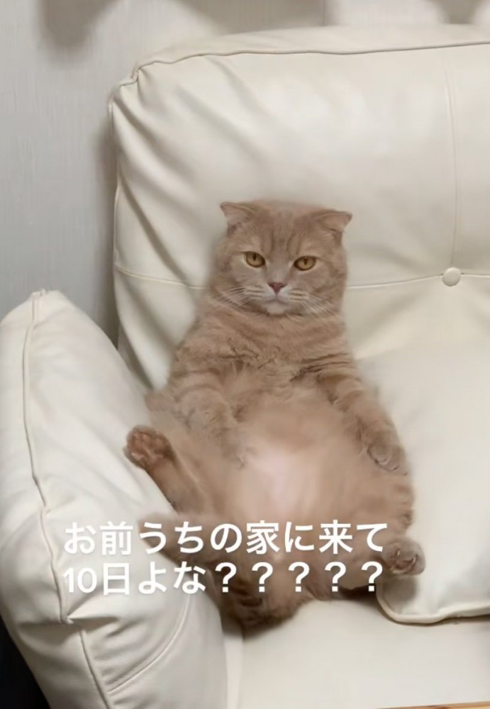 堂々とくつろぐ猫