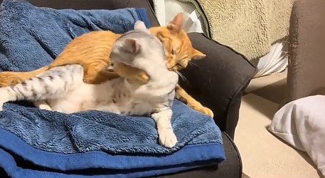 サバトラ猫を羽交い絞めにする茶トラ猫